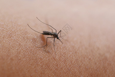 吸血的蚊子手臂上吸血健康观念和登革热图片