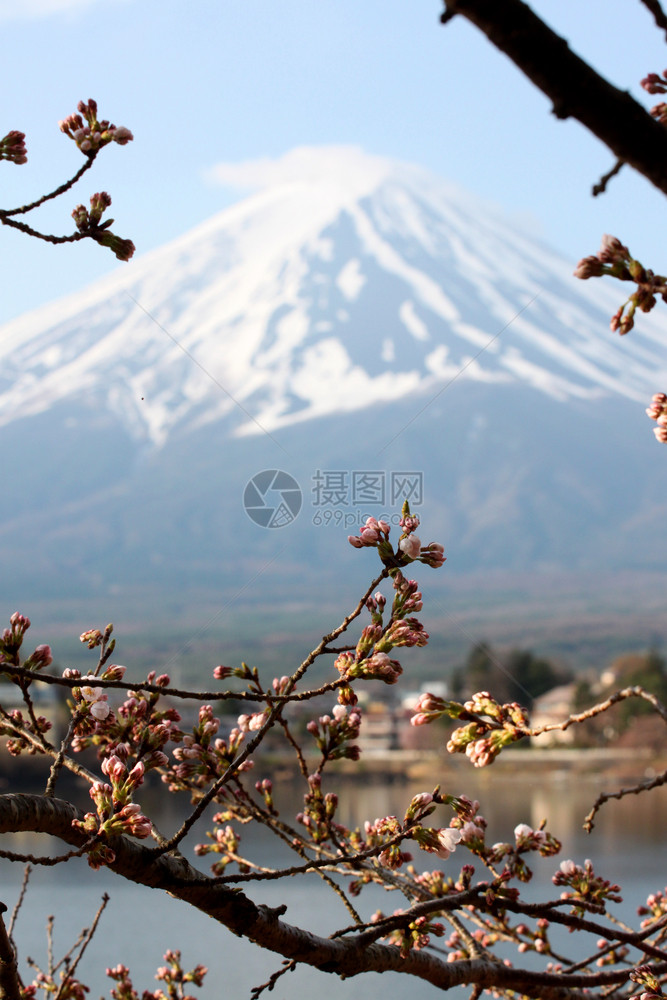 川口湖边的藤山和樱花没有开图片