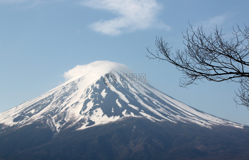 富士山和树枝图片