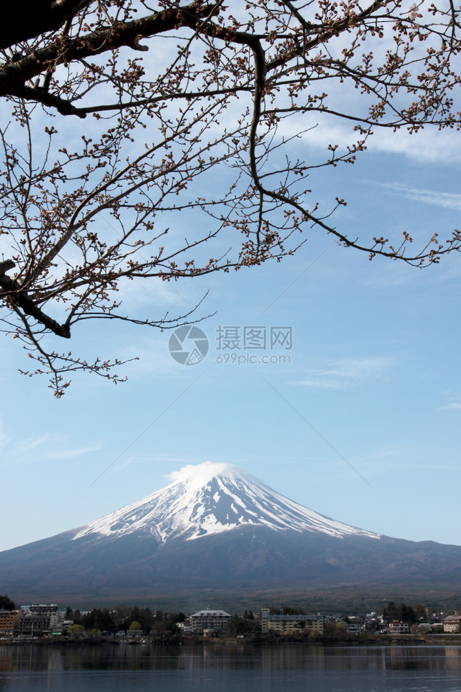 川口湖边的藤山和樱花没有开图片