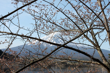 川口湖边的藤山和樱花没有开背景图片