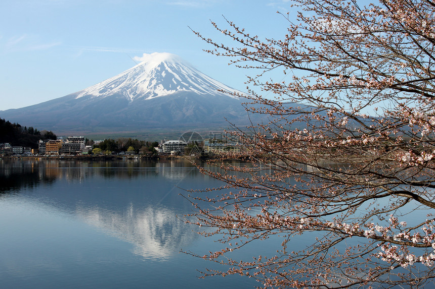 川口湖边的藤山和樱花没有开图片