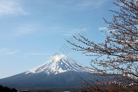 川口湖边的藤山和樱花没有开背景图片