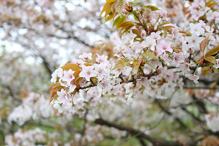 日本花园里的白樱花或樱花是日本夏季前的花卉节图片