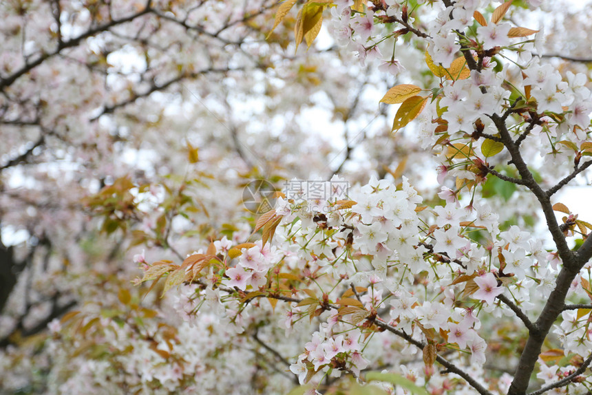 日本花园里的白樱花或樱花是日本夏季前的花卉节图片