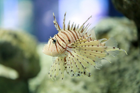 热带魔鬼火鱼或狮子通常的名字是在亚洲海水族馆游泳背景图片