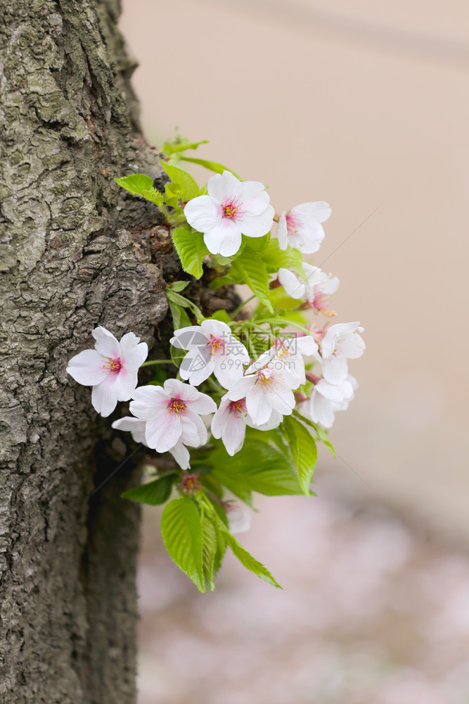 日本花园里的白樱花或樱花是日本夏季前的花卉节图片