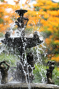 花园里的喷泉有孔雀花大自然的本源正在开花图片