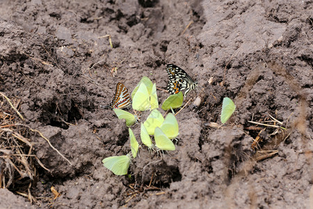 黄蝴蝶食用当地农业区的矿物图片
