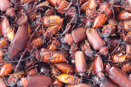 而金龟子或甲虫的名字在科学上以茎蛀蛴螬或长角甲虫这种昆虫命名在泰国流行用来烹调的食物是美味的背景图片