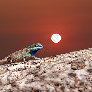 树干木材上的变色素和动物自然概念的日落背景图片
