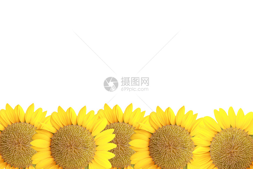 白背景的向日葵被孤立图片