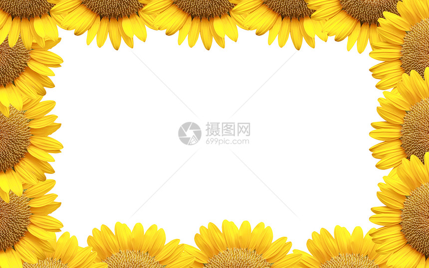 框架向日葵在白色背景上被孤立图片