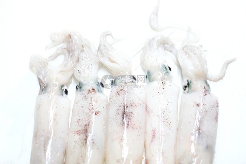 新鲜的Loligo粗俗鱿鱼海鲜孤立在白色背景图片