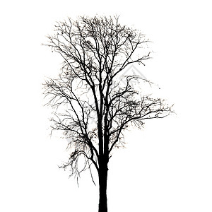白色背景的死树轮廓图片