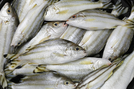 RawTrumpeter或Grunter鱼做饭的成分食物动背景图片