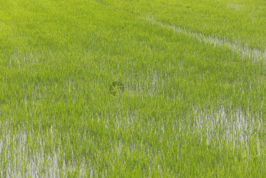 泰国农业地区的稻米田图片