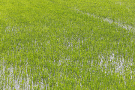 泰国农业地区的稻米田图片