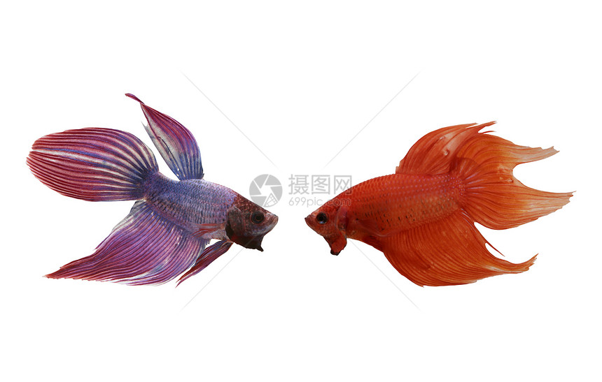 泰国以白色背景孤立的红和紫打架鱼种图片