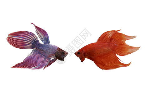泰国以白色背景孤立的红和紫打架鱼种高清图片