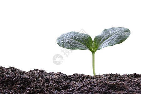 在白色背景生长和有机植物概念中隔离的土壤上年轻植物或绿幼苗图片