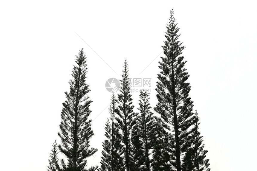 热带树在白色背景上被隔离用于装饰自然设计的思想图片