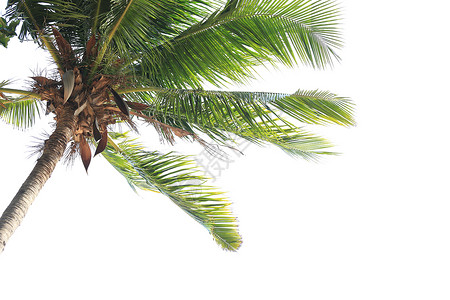白底的椰子树在整个海边热带地区都有种植背景图片