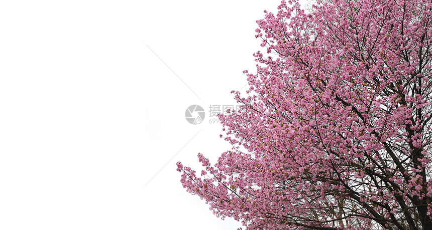 白背景的樱桃或花图片