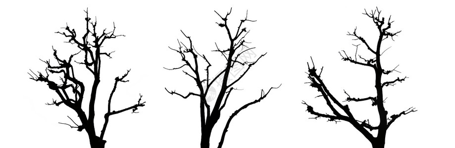 白色背景的死树轮廓背景图片