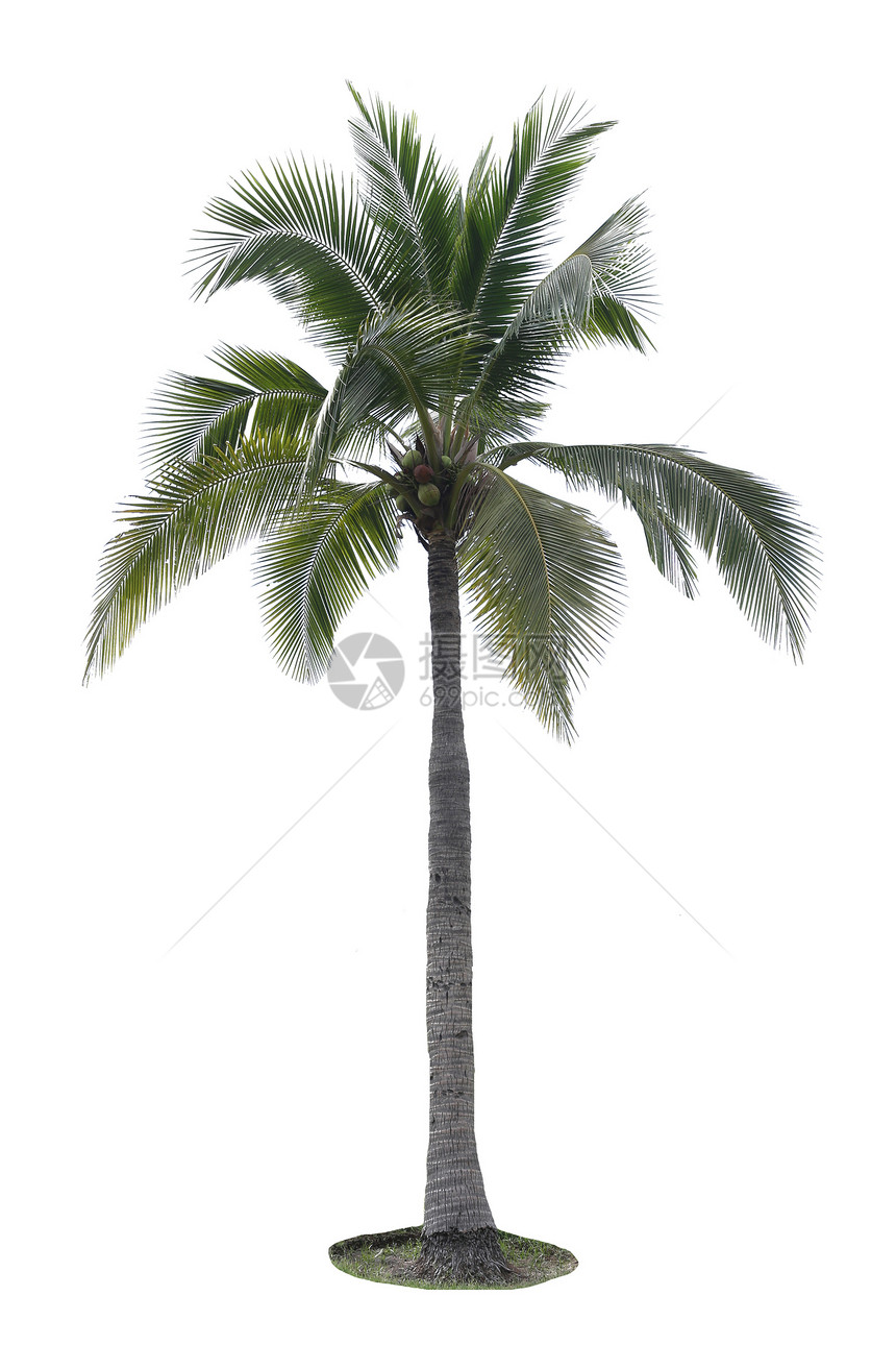 白底的椰子树在整个海边热带地区都有种植图片