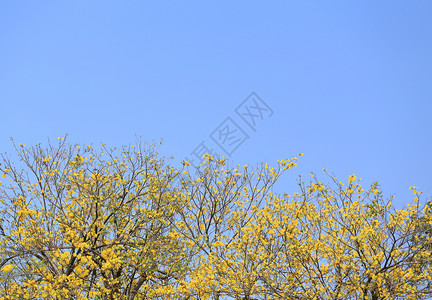 黄角树或巴拉圭在热带花园的黄色朵开图片