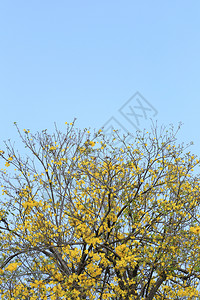 黄角树或巴拉圭在热带花园的黄色朵开图片