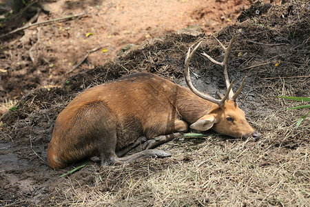 鹿躺在地上泰国热带森林的桑巴高清图片