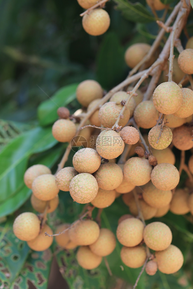 水果园的树上有新鲜Longan具有泰国甜美品味的热带水果图片