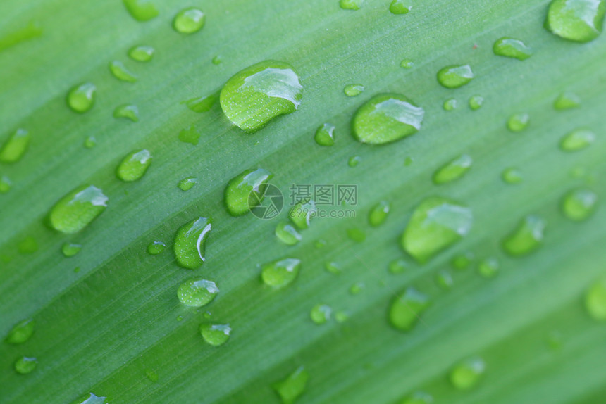 明亮的绿叶清晨空气里有小滴水用来设计你工作中的自然背景图片