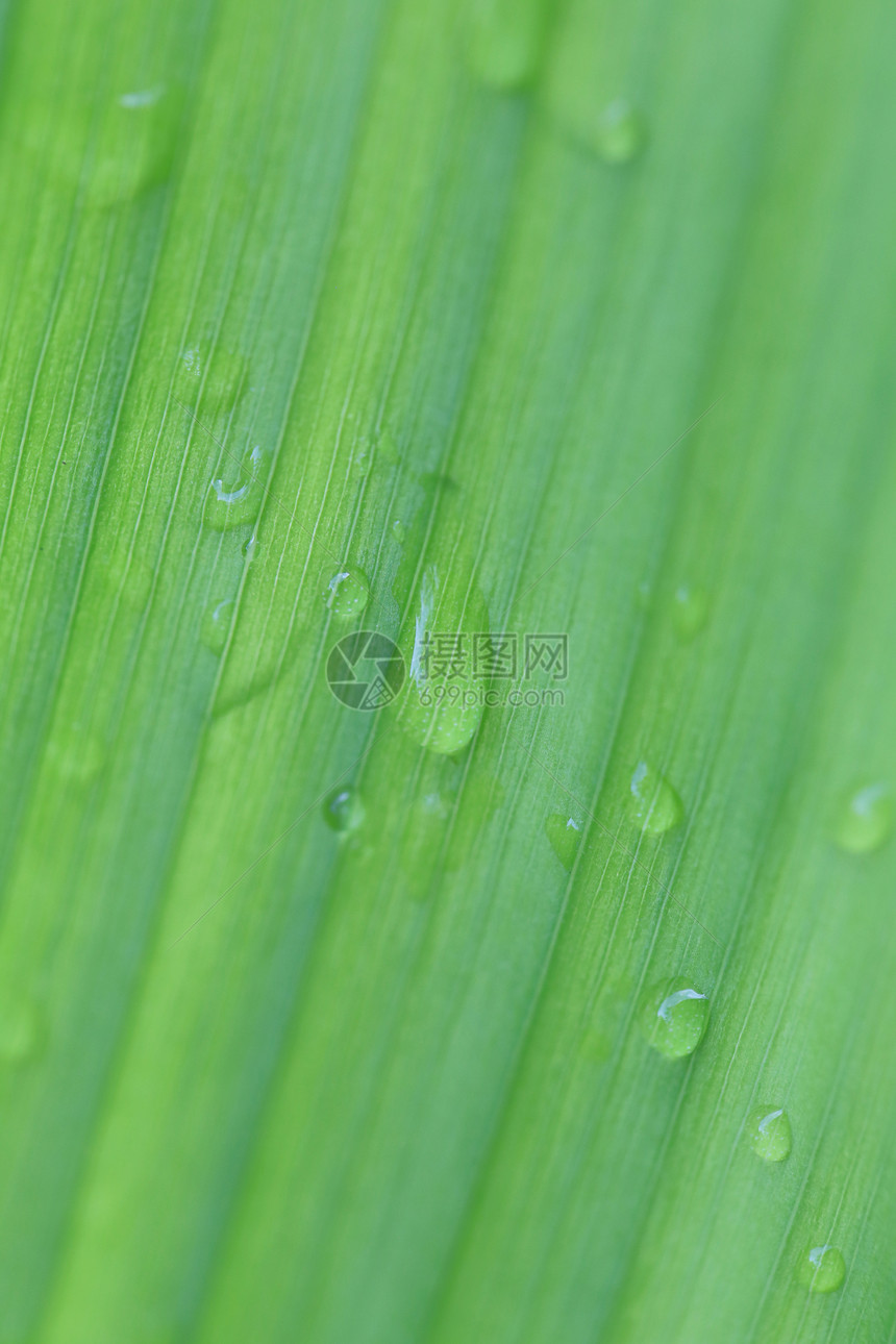 明亮的绿叶清晨空气里有小滴水用来设计你工作中的自然背景图片