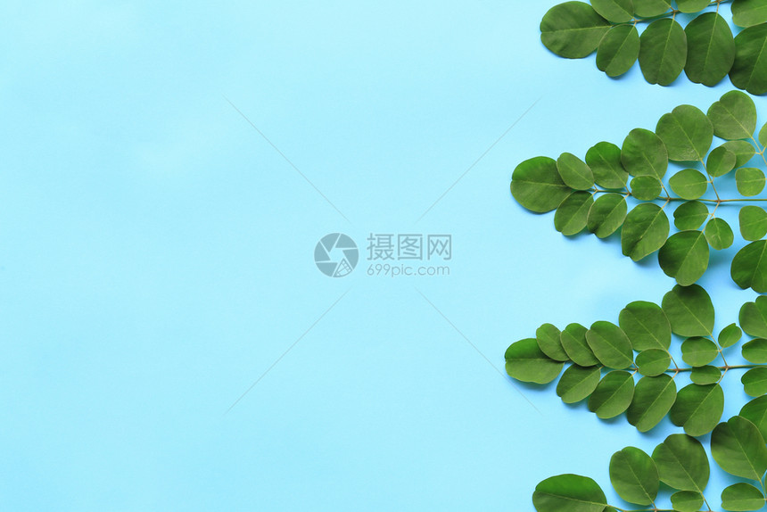 蓝色背景的热带绿叶在你的工作自然概念中可以复制设计空间图片