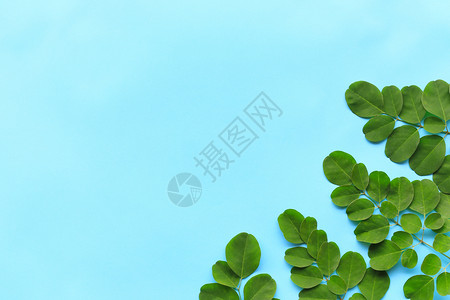 蓝色背景的热带绿叶在你的工作自然概念中可以复制设计空间图片