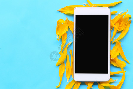 放在蓝纸背景的黑色智能手机空白屏幕上并配有向日葵花瓣供设计之用图片