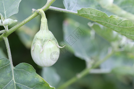 在花园的树上种泰国香料新鲜的茄子用来设计蔬菜食物的概念图片
