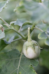 在花园的树上种泰国香料新鲜的茄子用来设计蔬菜食物的概念图片