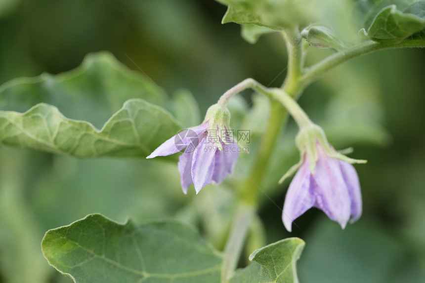 泰国香料花朵在园的树上紫色茄子花设计你植物的朵概念图片