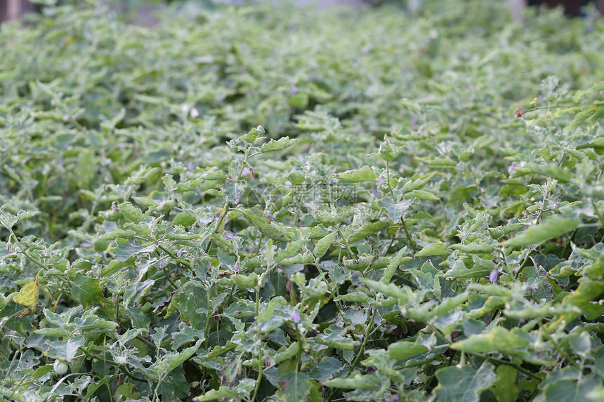 蔬菜园里的泰国茄子树香料用来设计蔬菜食物的概念图片