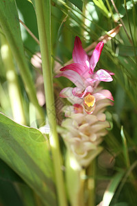 克拉柴花或姜黄盛开于热带雨林五彩缤纷的热带花卉在泰国图片