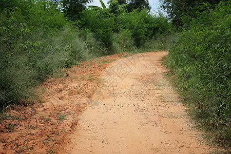 通往森林的道路两边都有树木图片