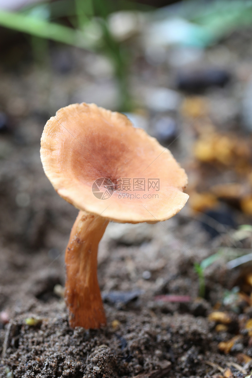 泰国雨林中的棕色有毒蘑菇死在地面上图片