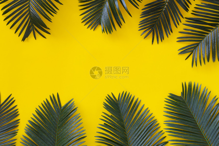 黄纸背景的野生棕榈新绿叶并拥有您作品设计时的复制空间图片