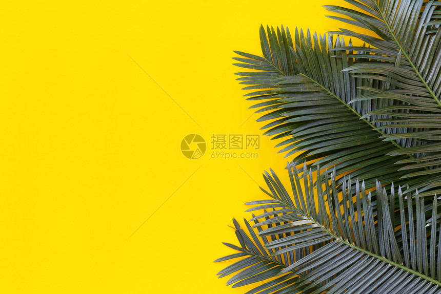 黄纸背景的野生棕榈新绿叶并拥有您作品设计时的复制空间图片