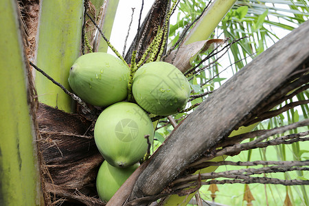 海边椰子树上在泰国花园椰子树上的果这棵棕榈树在全海边热带中发现的背景