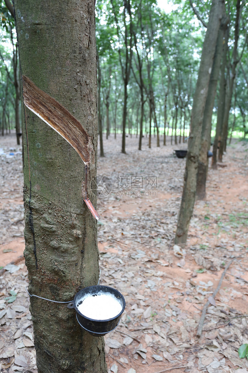 在泰国KhonKaen省橡胶树种植园的黑杯中图片